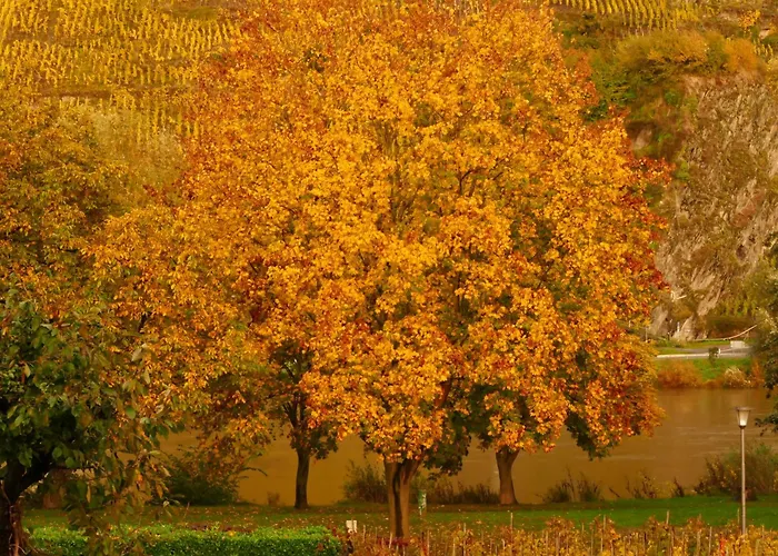 Angelica * Trittenheim